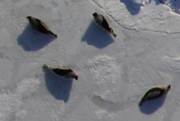 ВНИРО провёл авиаучет численности гренландского тюленя в Белом море